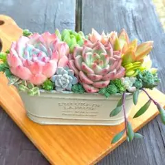 多肉植物寄せ植え⑧✩.*˚そのまま飾れる✩.*˚