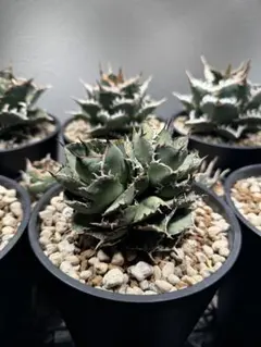 2025年最新】アガベフィリグリーの人気アイテム - メルカリ