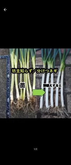 坊主知らずネギ苗 ５本/分けつネギ/ねぎ苗