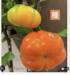 ねこまま様 リクエスト 2点 まとめ商品