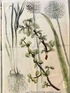 マニーグラッシュマン☆オレガノとアリウムのファブリックパネル