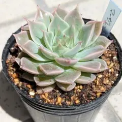 7.ウェディングベル 抜き苗 ミックスベリア おらいさん苗 多肉植物