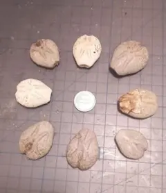 ウニ殻ヒラタブンブク(縦4cm横3cm)8個セット