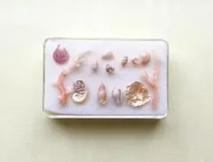 ミニチュア貝殻と枝珊瑚のピンク系セット①　てのひら標本（極小）