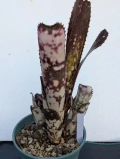 2026年最新】ドミンゴスマルティンスの人気アイテム - メルカリ