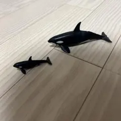 アニア シャチ 親子