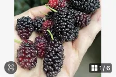 無農薬 マルベリー 桑の実 500gスイートマルベリー スーパーフードビタミンのサムネイル