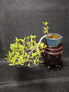 クチナシ 細葉 盆栽 懸崖 7cm - メルカリ