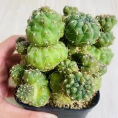 メルカリ便発送☆サボテン ギムノカリキウム 短刺天平丸(国内実生苗