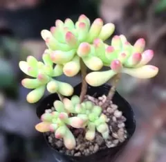 2025年最新】ルビーティント 多肉植物の人気アイテム - メルカリ