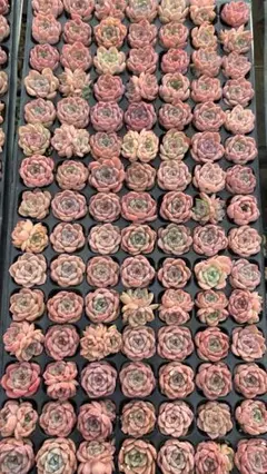 s*o様 CP1047 クリスタルローズ 105苗 多肉植物 土根付き エケベリ