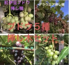 トビシマカンゾウ　苗　５株　山葡萄苗木セット トビシマカンゾウ 苗 5株 山葡萄苗木セット トビシマカンゾウ 苗 5株