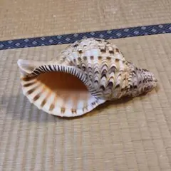 2026年最新】法螺貝 和楽器の人気アイテム - メルカリ