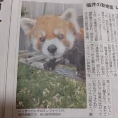 朝日新聞夕刊7/10レッサーパンダ「ミンファ」W杯エムバペ尾美としのりのサムネイル