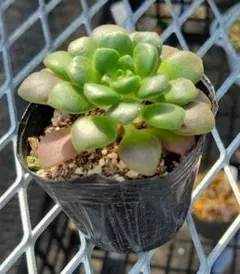 みるくママ様 リクエスト 2点 まとめ商品