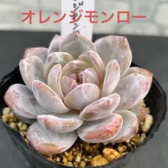 2025年最新】抜き苗の人気アイテム - メルカリ