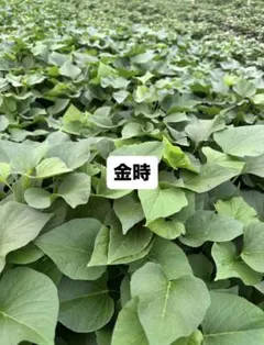 茨城県産 さつまいも苗 紅はるか 10本 予備苗2本です。 - メルカリ