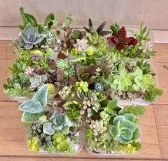 多品種　カラフル　育て方メモ　多肉植物　紅葉が綺麗❤️8つセット