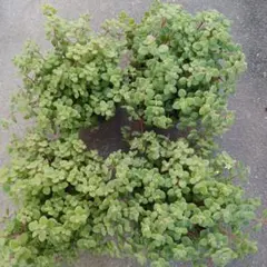 sea【プロフ必読】様 リクエスト 2点 まとめ商品