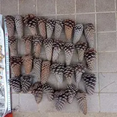 Item thumbnail for item e69c3140-b25a-4bea-aafb-c2497bd4f2ca