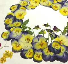 押し花 NO.350 アジアンタム 薔薇 マーガレット - メルカリ