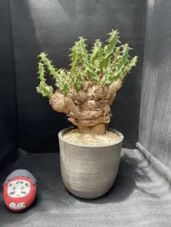 ユーフォルビア クラビゲラ 塊根植物 コーデックス 現地球 現地株 大株