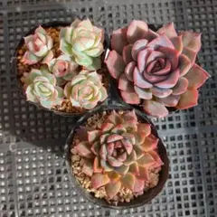 現品のみ◆エケベリア 抜き苗（根付き）3鉢セット 6cmポット