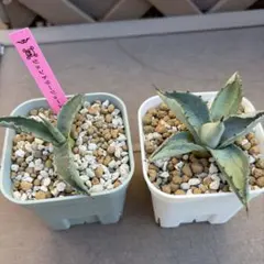 2025年最新】アガベ ジョーズの人気アイテム - メルカリ