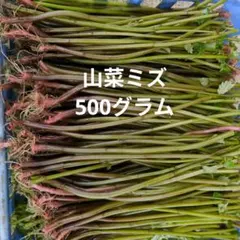 山菜 ミズ 500g 新鮮のサムネイル