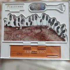 2026年最新】国立科学博物館ミュージアムグッズの人気アイテム - メルカリ