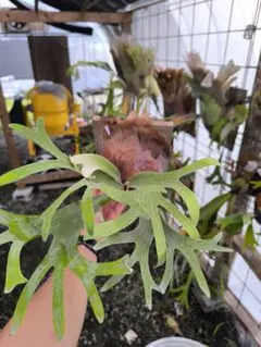 P.Jibjib ビカクシダのサムネイル