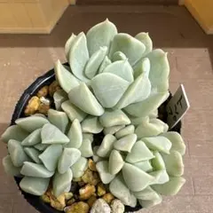 多肉植物^o^  トップシーダビー　超大苗！ 多肉植物^o^ トップシーダビー 超大苗！ - メルカリ