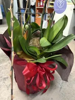 2025年最新】その他観葉植物の人気アイテム - メルカリ