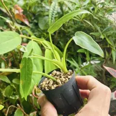 セロペギア スタペリフォルミス サーペンティナ カット苗2本 多肉植物