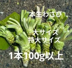 本生わさび 農家直送 収穫したて 使い切りサイズ 本わさび 農家直送 収穫したて - メルカリ