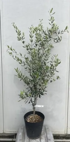 オリーブの木 エルグレコ ファイバーセメント鉢 植え込み発送 - メルカリ