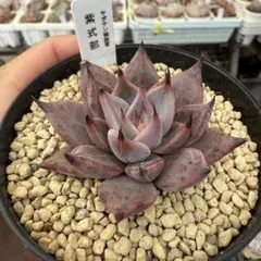 .❀. nico25 .❀.様 リクエスト 2点 まとめ商品