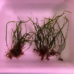 2025年最新】ミクロソリウムタイ産本ナローの人気アイテム - メルカリ