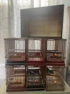 2025年最新】メジロ 鳥かごの人気アイテム - メルカリ