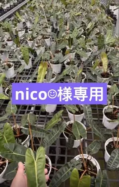【nico☺︎様専用】