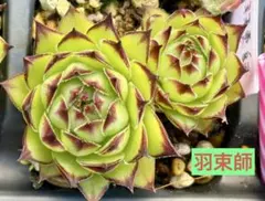センペルビウム 多肉植物 市女笠 全部 現品 抜き苗 - メルカリ