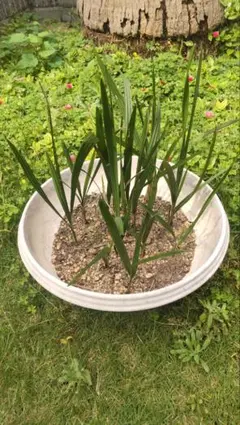 ココスヤシ　幹1.9m 140672513_o1.jpg?