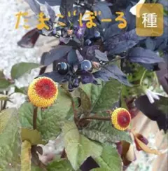 petit cochon様 リクエスト 2点 まとめ商品