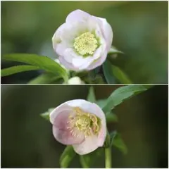 りーちゃん様専用 クリスマスローズ 小苗 セット