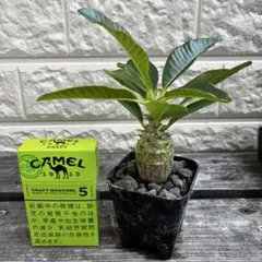 2025年最新】ウィンゾリー パキポディウムの人気アイテム - メルカリ