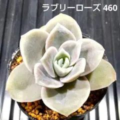 ラブリーローズ 460 エケベリア 多肉植物 抜き苗