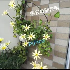 2026年最新】マーガレットアイビー 苗の人気アイテム - メルカリ