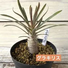 パキポディウム 【グラキリス】実生　2025年蒔種　安心　鉢ごと発送のサムネイル