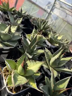 2025年最新】アガベまとめ売りの人気アイテム - メルカリ