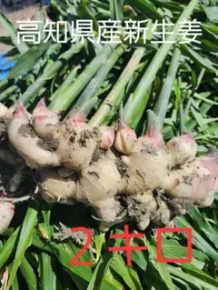 新物　新生姜　安いよ　638 新物 新生姜 安いよ 638 - メルカリ